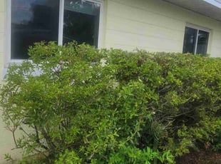 Bush Trimming by Stephen Peffly for Sarah T. in St. Petersburg, FL