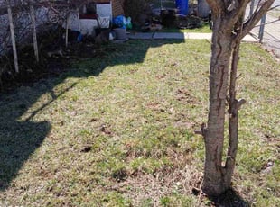 Bush Trimming by Jose M Bautista for josh t. in East Orange, NJ