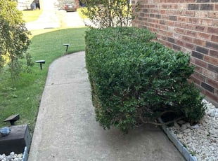 Bush Trimming by Austin Eberly for Sherry L. in Oklahoma City, OK
