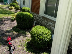 Bush Trimming by Bryan Scarborough for John T. in Webster Groves, MO