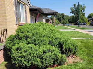 Bush Trimming by Junior Hernandez for Hillary B. in Denver, CO