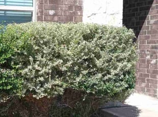 Bush Trimming by Vincent Vasquez for jenn m. in San Antonio, TX