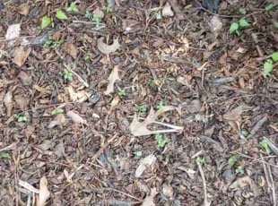 Weeding by Montgomery Roberts for Kerri T. in Marietta, GA