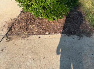 Weeding by Manuel RuizDiaz for Debra P. in Lenoir City, TN