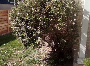 Bush Trimming by Timmie Scott for Max D. in Austin, TX