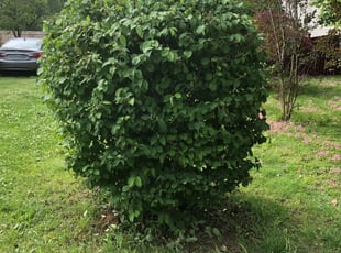 Bush Trimming by Justin Norris for Jennifer M. in Hampton, VA