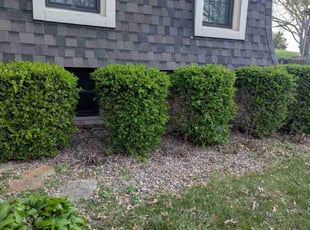 Leaf Removal by Tad Slatter for Lorna P. in Kansas City, KS