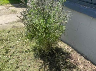 Bush Trimming by Justin Castilyn for Pamela W. in Pittsburgh, PA