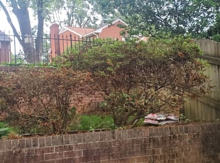Bush Trimming by Chris Stewart for Martha B. in Alexandria, VA