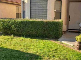 Bush Trimming by Chris Hawk for Andrew N. in Phoenix, AZ