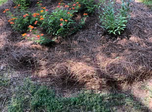 Weeding by James Mullins for Lauren P. in Cornelius, NC