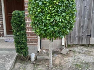 Bush Trimming by Ana Zelaya for Joanna F. in Houston, TX