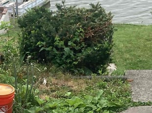Marie O.'s Bush Trimming service result
