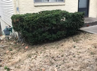 Bush Trimming by Charles Bushman for Marie H. in Kansas City, MO