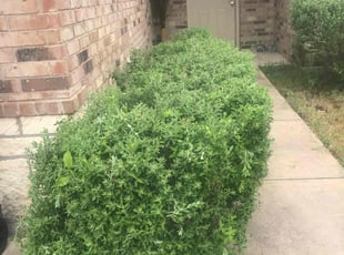 Bush Trimming by Juan Uribe for Arthur G. in Glenn Heights, TX