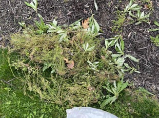 Weeding by Alisha Lawson for Abdul I. in Hilliard, OH