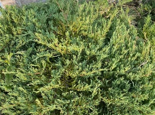 Weeding by Ashley Daker for Jelani W. in Whitestown, IN