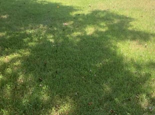 Bush Trimming by David Pope Jr for LAURA` S. in Mount Holly, NC