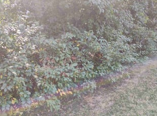Bush Trimming by Daniel Burton for Geraldine C. in Aurora, IL