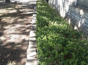 Landscaping by virginia Garcia for Briana S. in San Antonio, TX