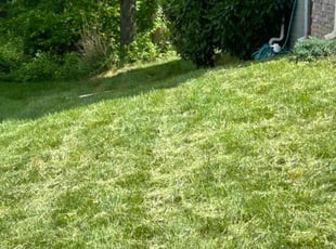 Bush Trimming by Caree Keith for LaToya G. in Washington, DC