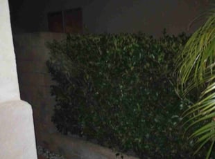 Bush Trimming by Orlando Yanez Gutierrez for Xiaomei Z. in Fontana, CA