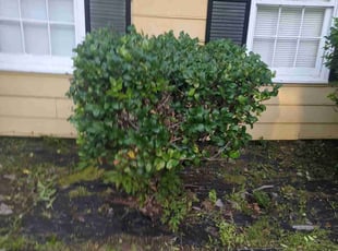 Bush Trimming by James Kevin for Henry/Lydia G. in Charleston, SC
