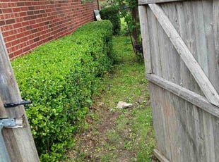 Bush Trimming by Jesus Valencia for MELANIE M. in Sachse, TX