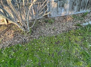 Bush Trimming by Adameus Marcum for Terrance B. in Aurora, CO