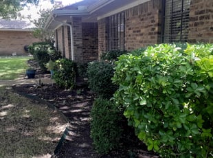 Cleanups by Courtney Holmes for Penny A. in Plano, TX