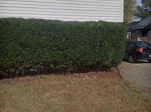 Bush Trimming by Marlo Page for Christina E. in Richmond, VA