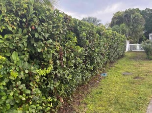 Chuck S.'s Bush Trimming service result