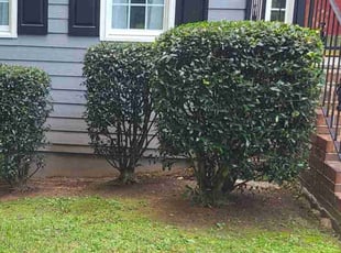 Renee M.'s Bush Trimming service result