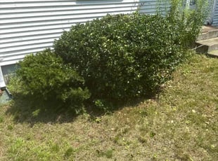 Rafael I.'s Bush Trimming service result