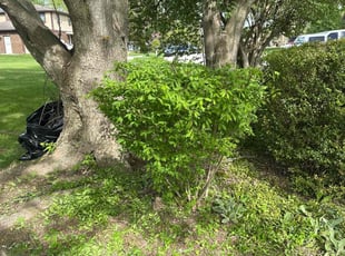 Bush Trimming by Eugenio Cuenca for Danita B. in Greenwood, IN