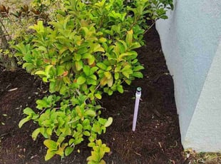 Weeding by Rolando Mojica for Amy W. in St. Cloud, FL