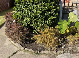 Weeding by Martin Ocheng for David P. in Baltimore, MD
