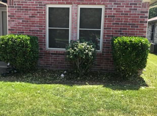 Bush Trimming by Michael Trook for Zelma L. in Arlington, TX