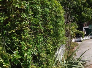 Bush Trimming by John Hernandez for robert o. in Medley, FL