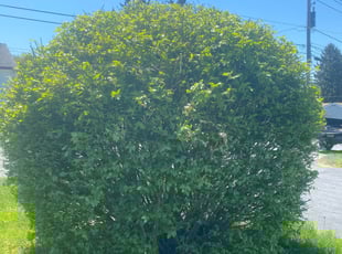 Bush Trimming by Green River landscape LLC for Timothy F. in Harrisburg, PA