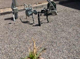 Weeding by Aaron Flores for Lois R. in Phoenix, AZ