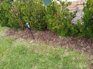 Weeding by Allen Roberto $ for Elizabeth F. in Gretna, LA