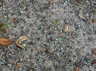 Aeration by Delson Auguste for Andricus G. in Orange Park, FL