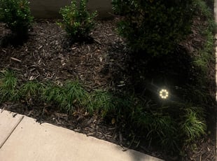 Weeding by Tevis Luke for Kristen B. in New Orleans, LA