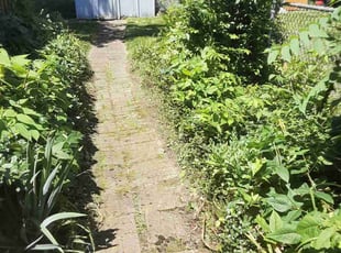 Bush Trimming by Caleb Patton for Greg H. in Cincinnati, OH