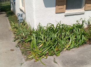 Weeding by Nathaniel Lamers for Kay M. in White Settlement, TX