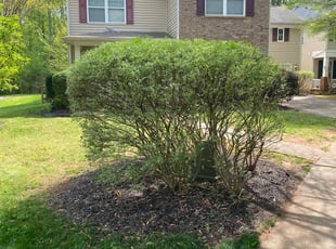 Leaf Removal by Jose Pena for Kim L. in Huntersville, NC