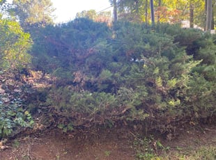 Bush Trimming by Conner Meadows for Sabih K. in Stone Mountain, GA