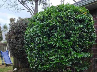 Bush Trimming by Shawn Mcdonald for Natalie H. in Gulf Breeze, FL