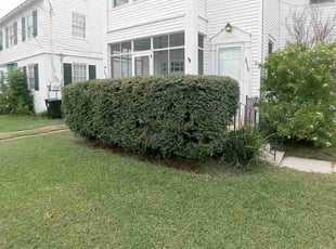 Bush Trimming by Gray Allen for Ross C. in New Orleans, LA